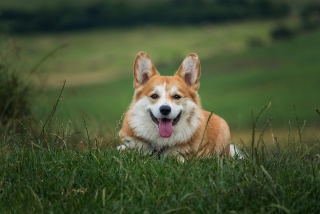 corgi