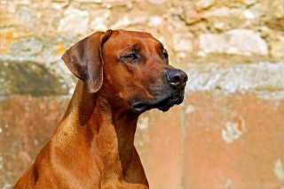 ridgeback