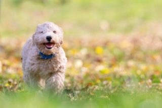 terrier